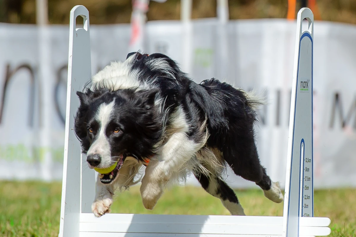 Border collie przeskakujący przez przeszkodę z piłką w pysku podczas zawodów flyball
