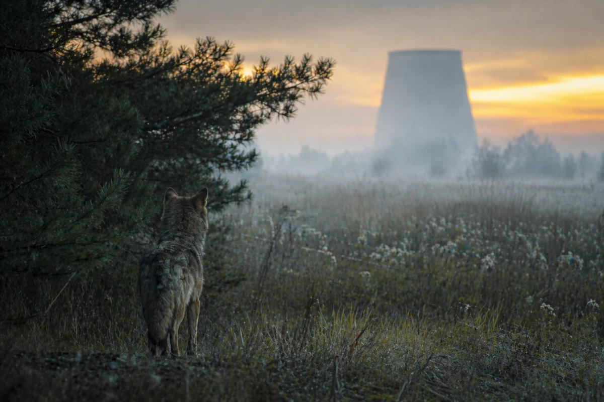 Dzika przyroda w strefie wykluczenia Czarnobyla – wilk na tle opuszczonej infrastruktury przemysłowej