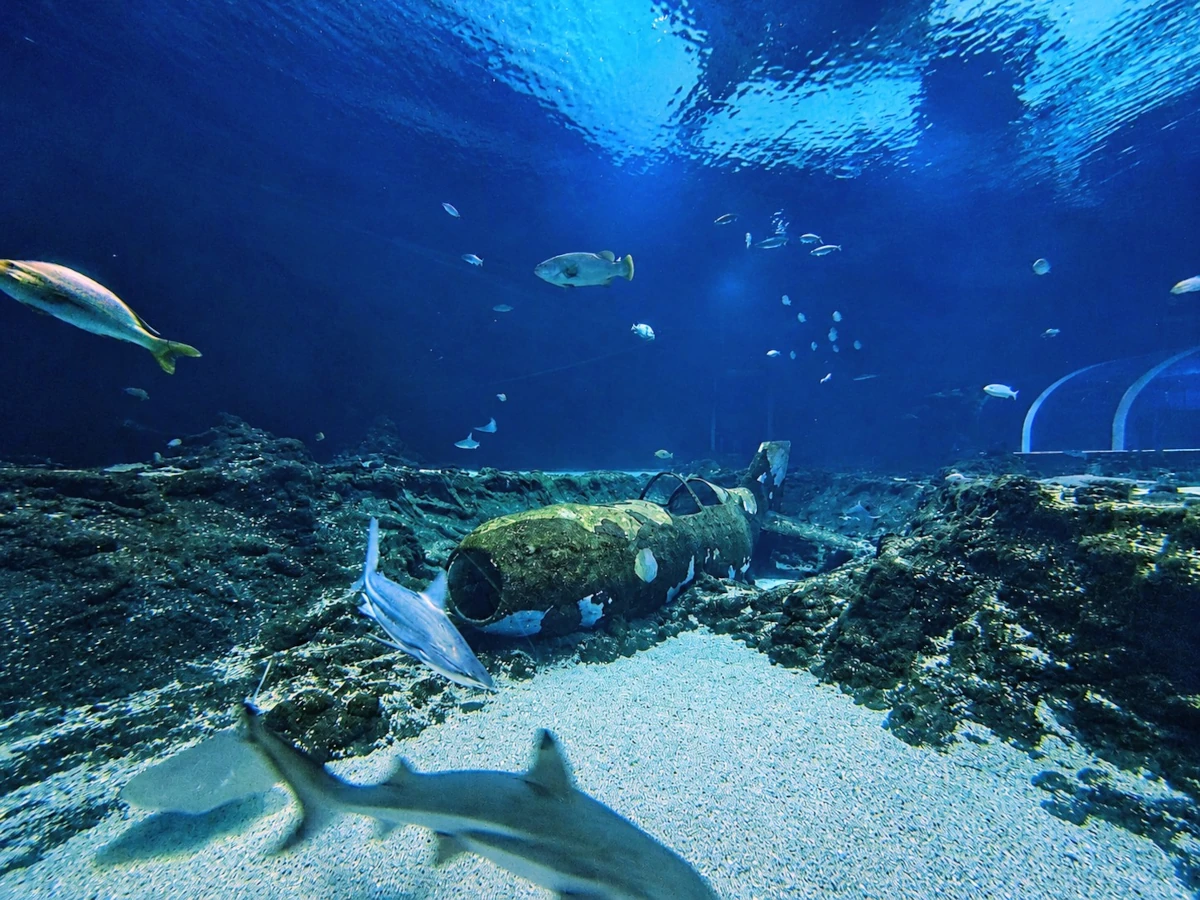 Ekspozycja podwodna w Orientarium ZOO Łódź przedstawiająca dno Pacyfiku z rybami, rekinami oraz wrakiem japońskiego samolotu Mitsubishi J2M Raiden