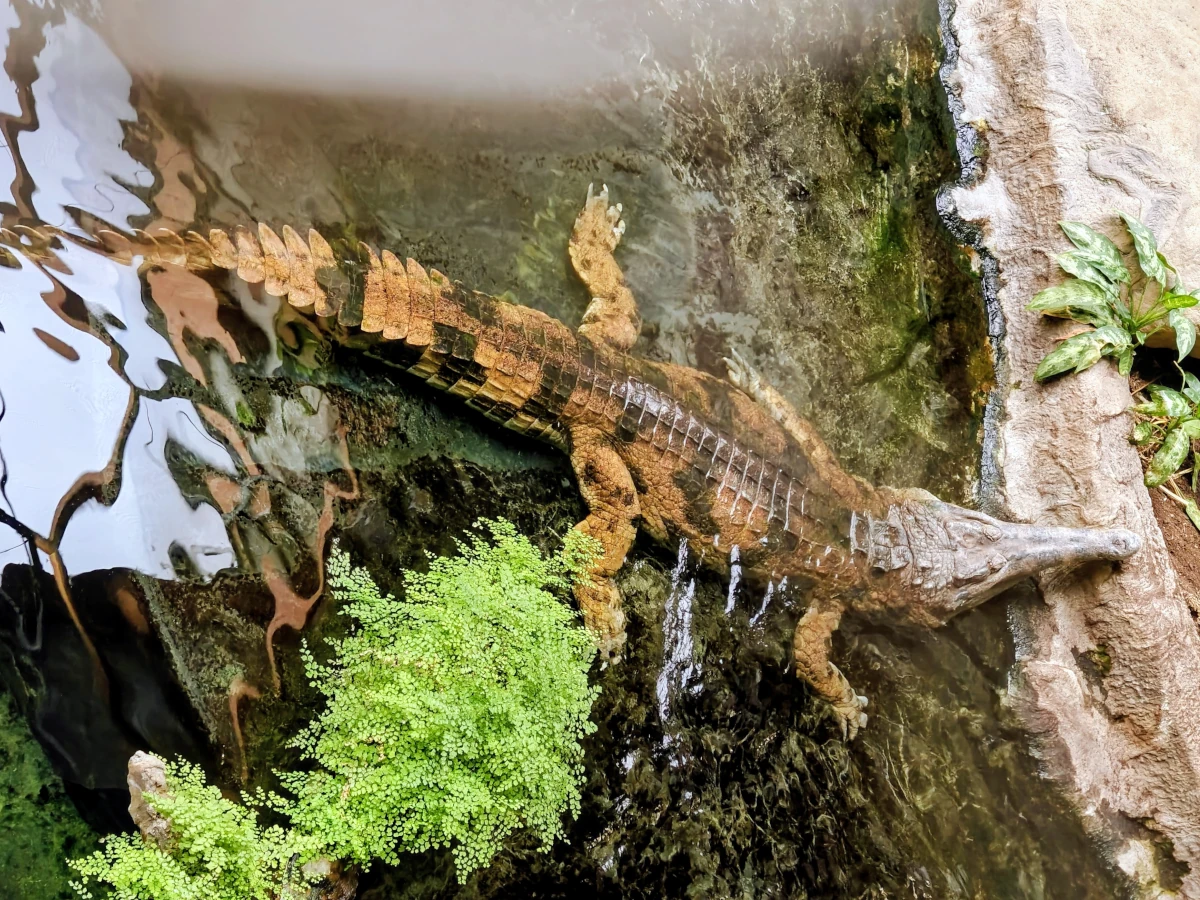 Krokodyl gawialowy w Orientarium ZOO Łódź – duży gad wodny z charakterystycznym wydłużonym pyskiem odpoczywający w płytkiej wodzie