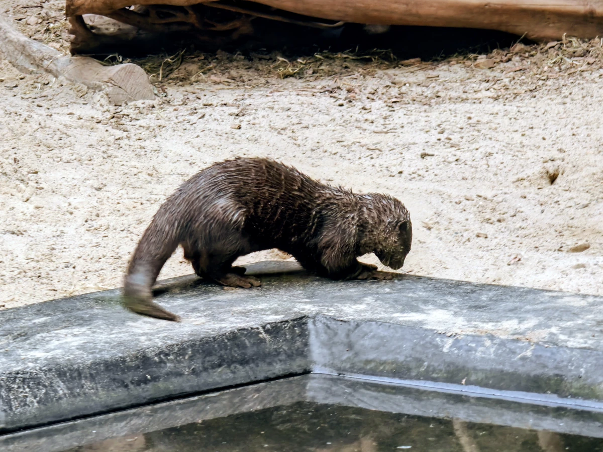 Wyderka orientalna w Orientarium ZOO Łódź – niewielki drapieżny ssak przy brzegu zbiornika wodnego w strefie Celebes