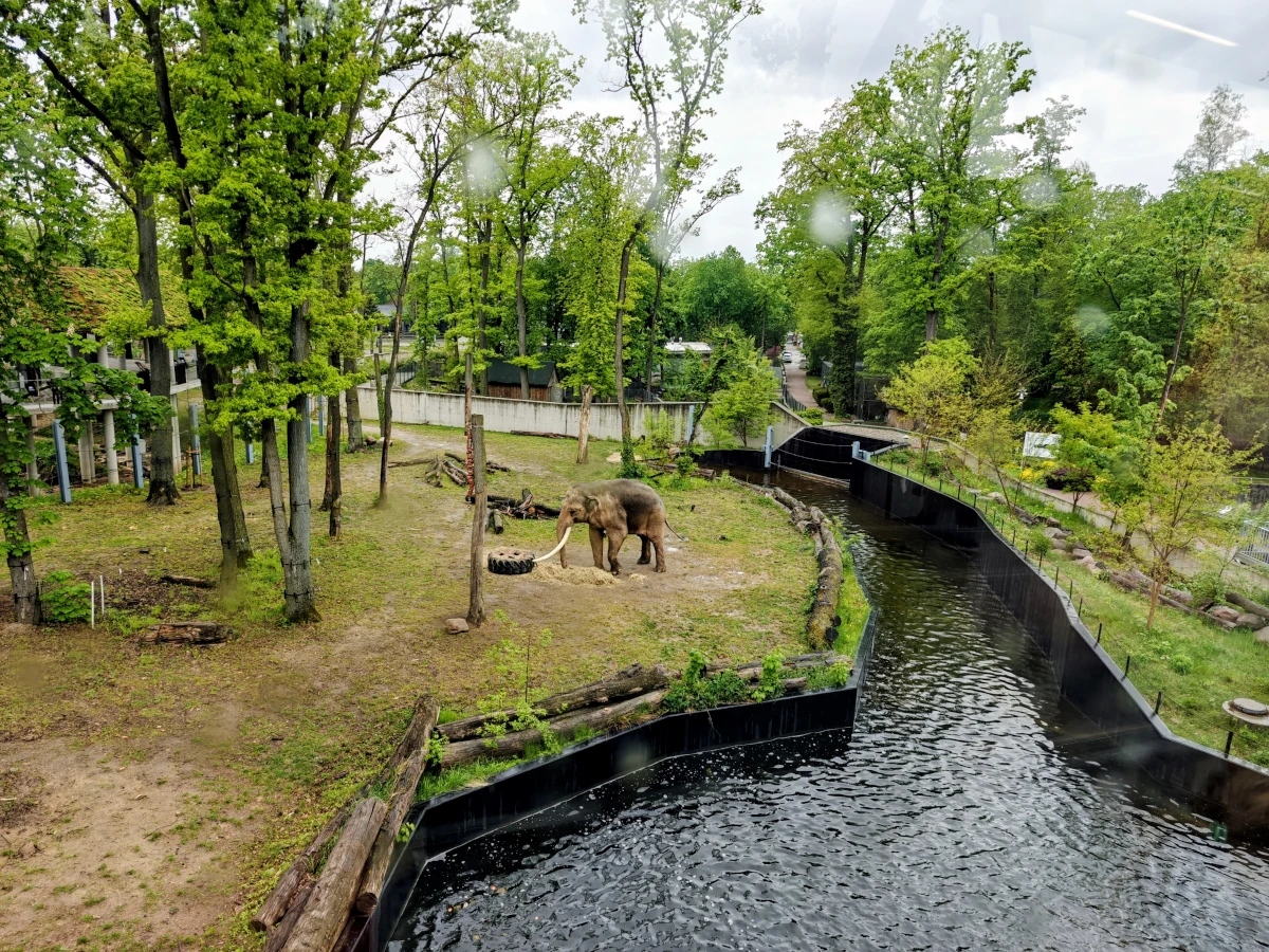 Wybieg dla słoni w Orientarium ZOO Łódź – rozległa przestrzeń z kanałem wodnym i słoniem spacerującym po wybiegu