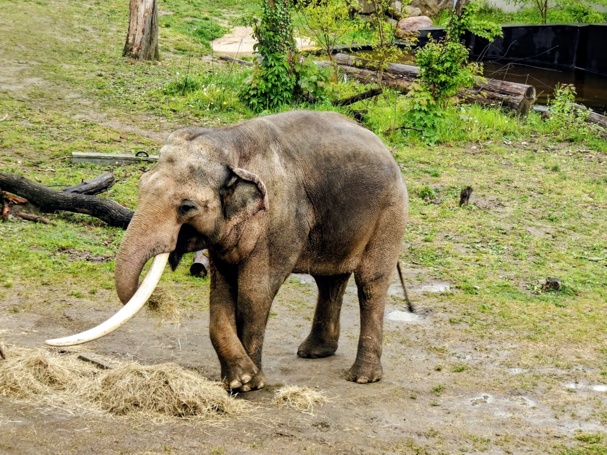 Słoń Aleksander w Orientarium ZOO Łódź – dorosły samiec słonia spacerujący po wybiegu