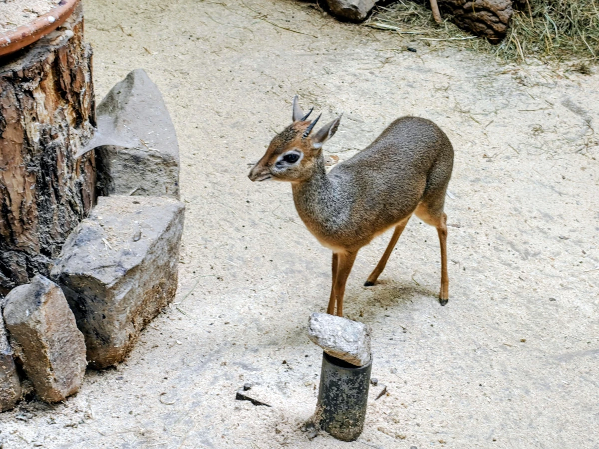 Dikdik sawannowy w Orientarium ZOO Łódź – niewielka antylopa o smukłej sylwetce i charakterystycznych dużych oczach