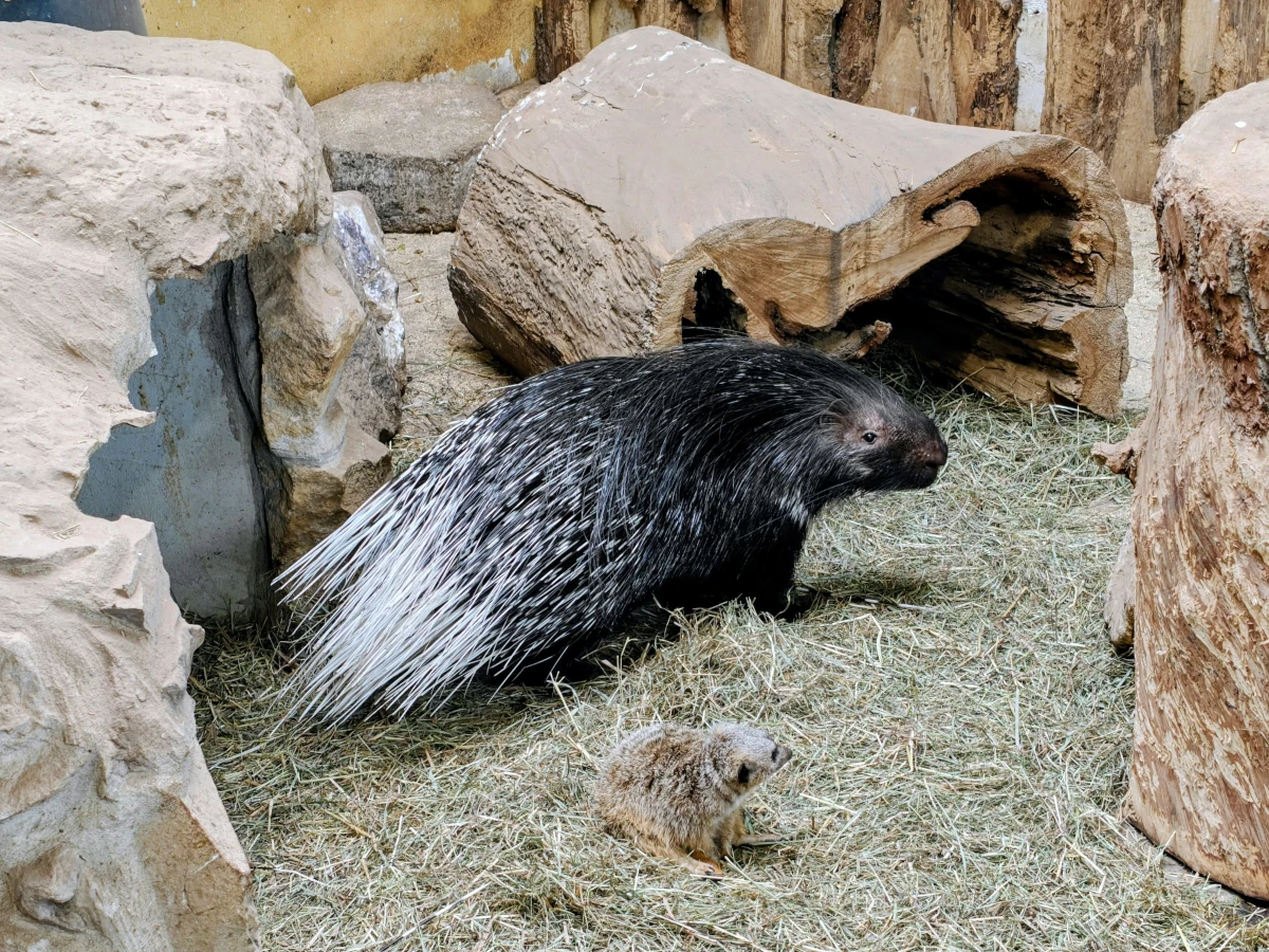Jeżozwierz afrykański w Orientarium ZOO Łódź – duży gryzoń z charakterystycznymi długimi biało-czarnymi kolcami
